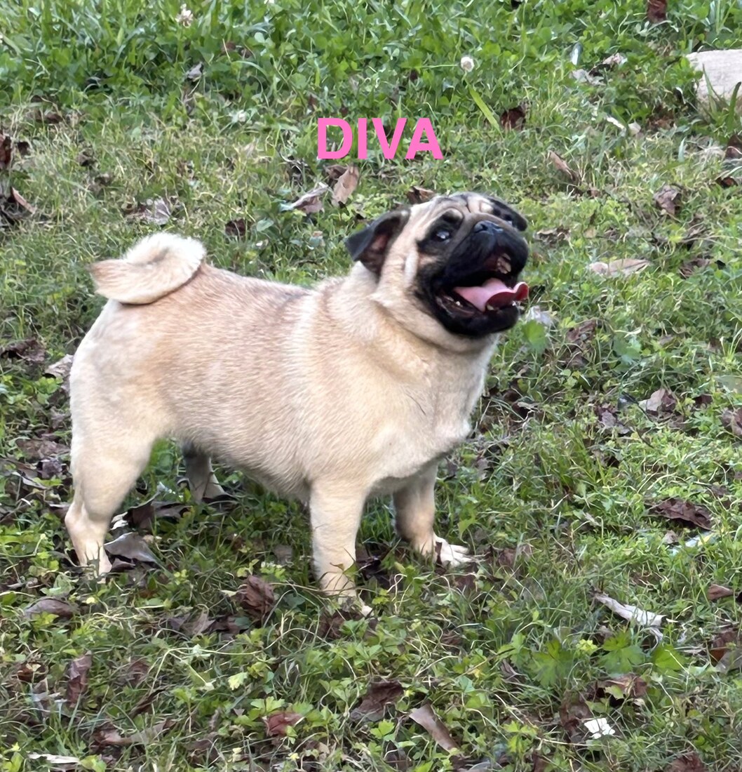 Parish’s Texas Diva (Diva)
