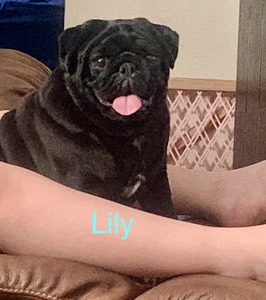 Cagles Crowning Pugs Somethin’ to Write Home About (Lily)