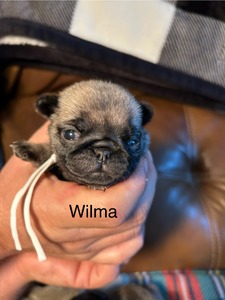 Wilma