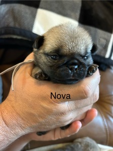 Nova