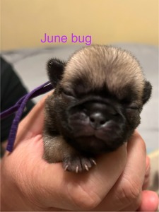June Bug
