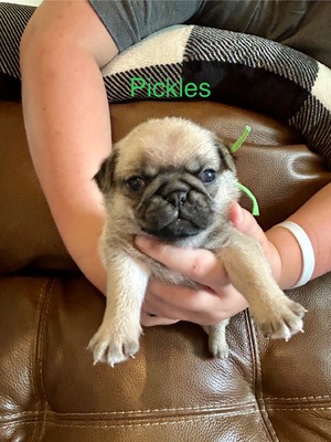 Pickles