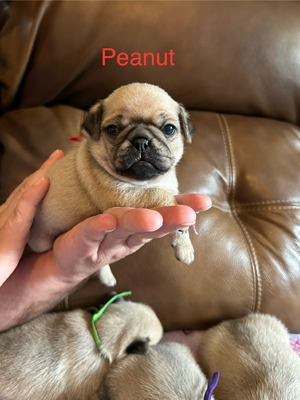 Peanut