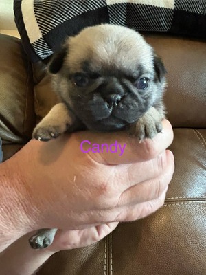 Candy