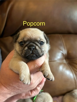 Popcorn