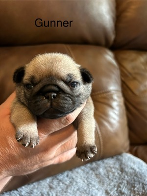 Gunner