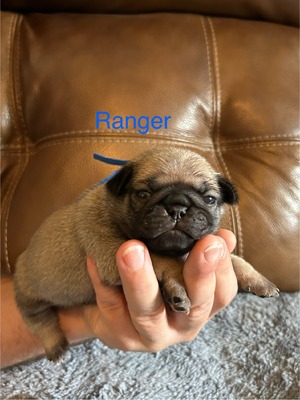 Ranger