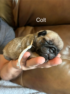 Colt