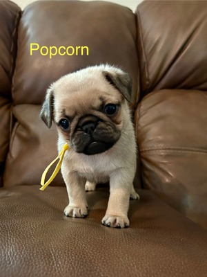 Popcorn
