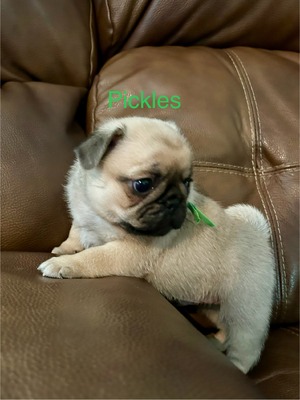 Pickles