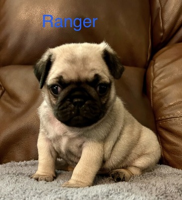 Ranger