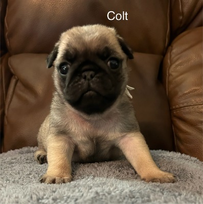 Colt