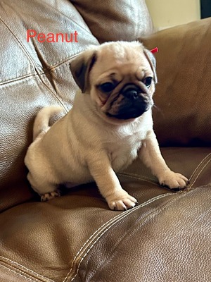Peanut