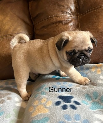 Gunner