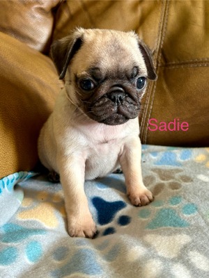 Sadie