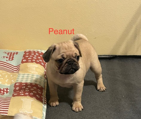 Peanut