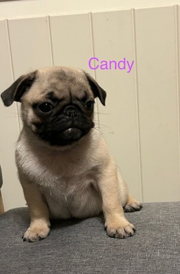 Candy