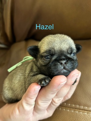 Hazel