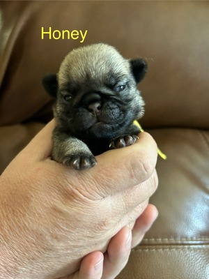 Honey
