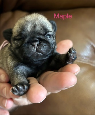 Maple
