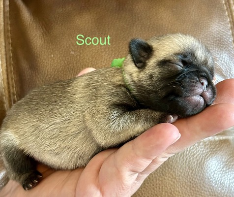Scout