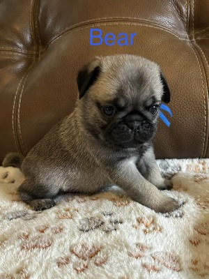 Bear