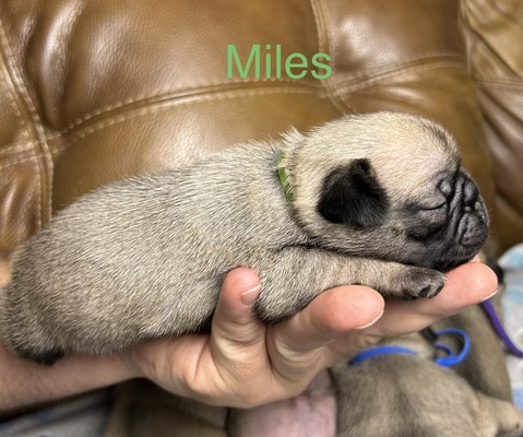 Miles