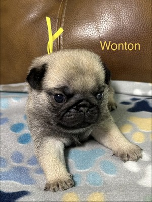 Wonton