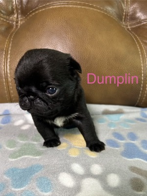 Dumplin