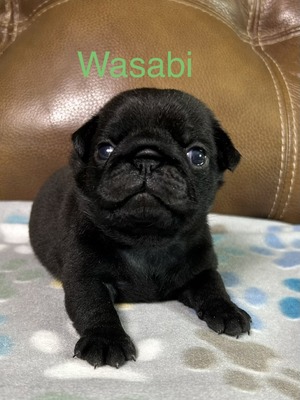 Wasabi