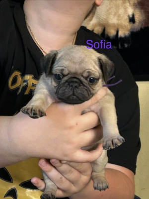 Sofia