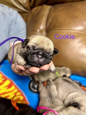 Cookie