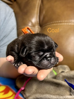 Coal