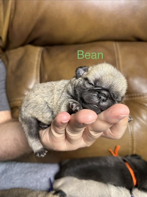 Bean