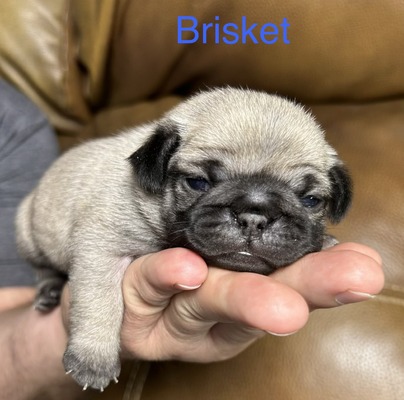 Brisket
