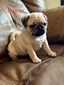 Peanut
