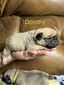 Dorothy