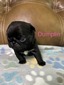 Dumplin