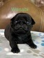 Wasabi